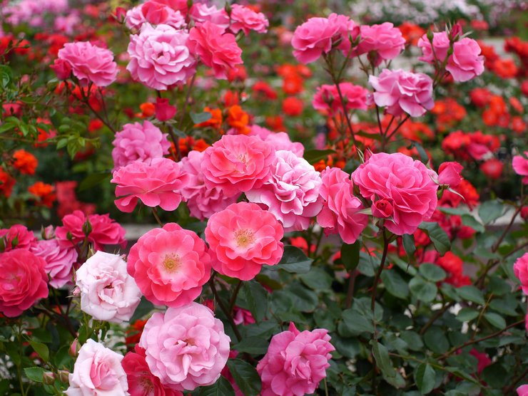 Polyanthus rose - menanam dan merawat di ladang terbuka. Menanam polanthus naik dari biji. Penerangan, jenis. Gambar