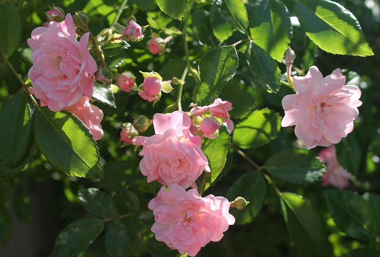 Jenis dan jenis polyanthus rose