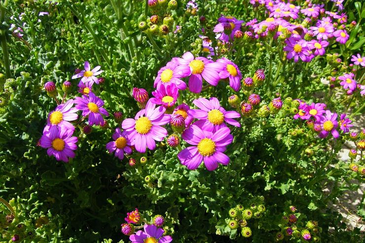 Cineraria graciös