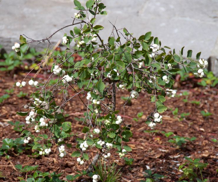 Plantering av en snowberry i öppen mark