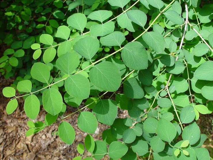 Pembiakan Snowberry