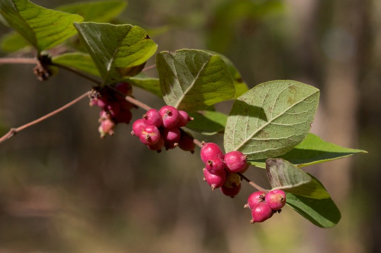 Typer och sorter av snowberry