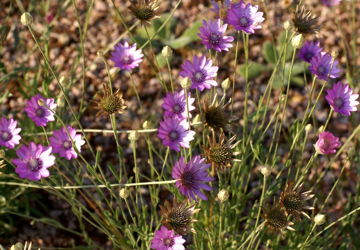 Xerantemum - plantering och vård i det öppna fältet. Växande xerantemum från frön, reproduktionsmetoder. Beskrivning, typer. Ett foto