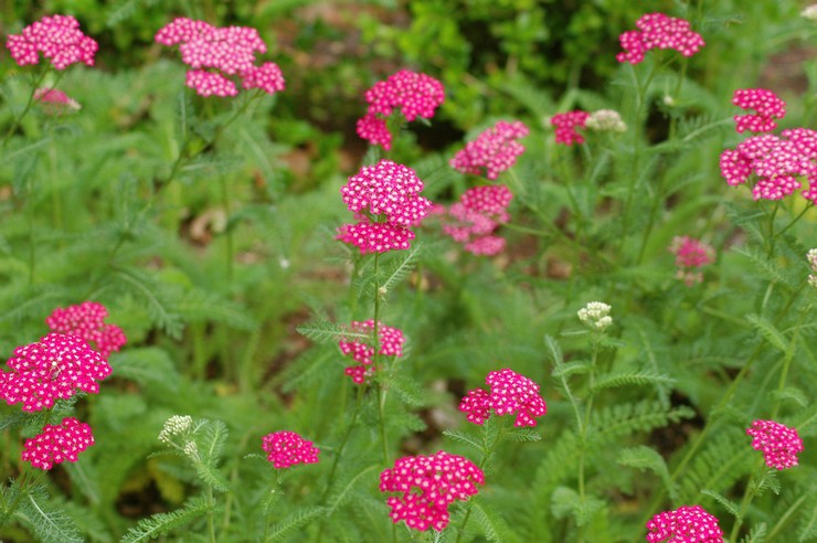 Yarrow - plantering och vård utomhus. Växande rölleka från frön, reproduktionsmetoder. Beskrivning, typer. Ett foto