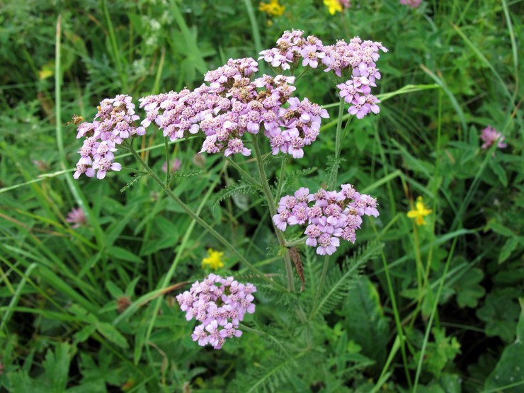 Yarrow dalam reka bentuk landskap