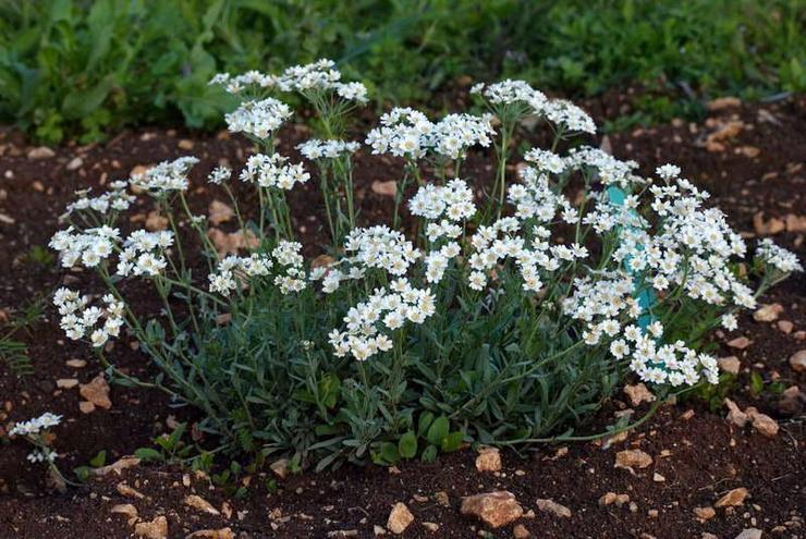 Menanam yarrow di tanah terbuka