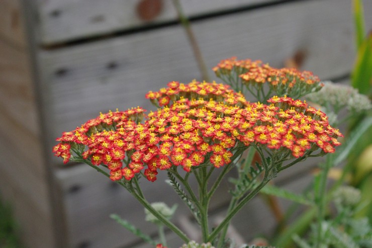 Yarrow arter