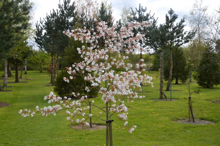 Plantering av irgi i öppen mark