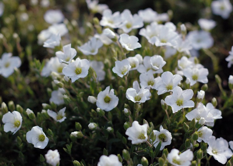 Arenaria (gerbil) - plantering och vård i det öppna fältet. Växande arenaria från frön, reproduktionsmetoder. Beskrivning, typer. Ett foto