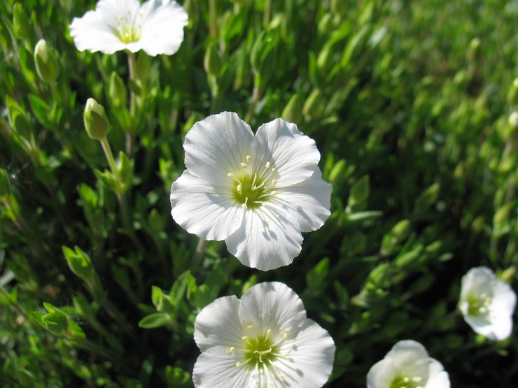 Arenaria dalam reka bentuk landskap