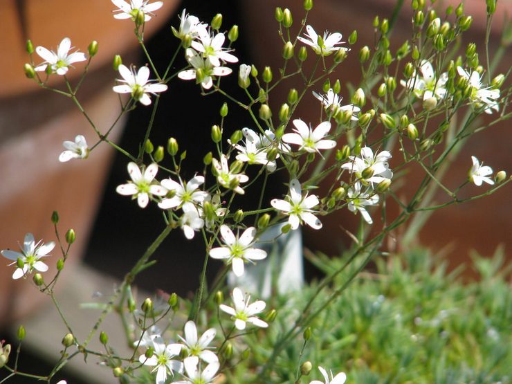 Menanam arenaria dari biji di rumah