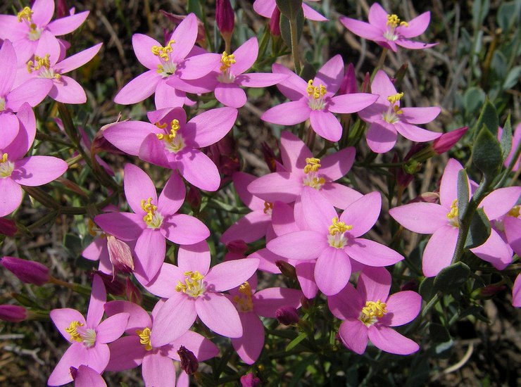 Arenaria typer