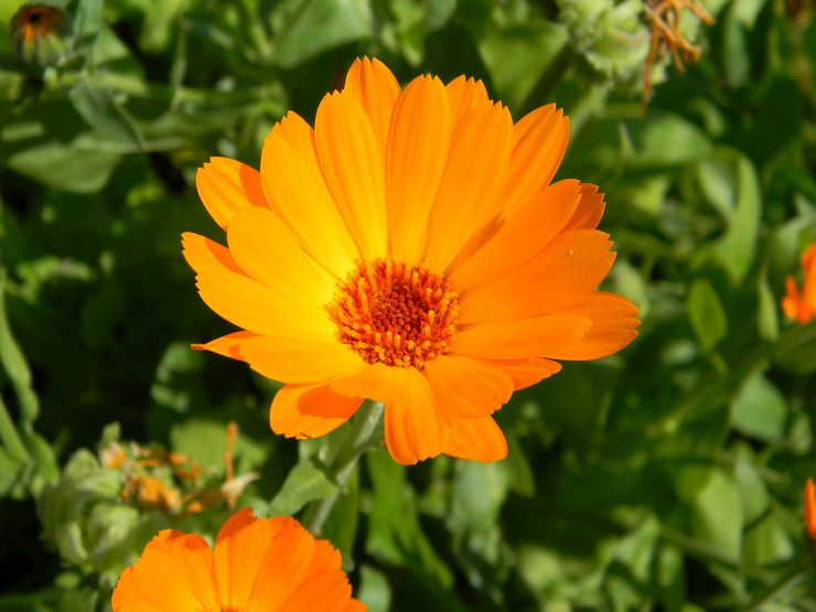 Calendula - plantering och vård i det öppna fältet. Växande ringblomma från frön, reproduktionsmetoder. Beskrivning, typer. Ett foto