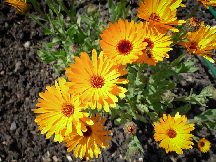 Plantera ringblomma i öppen mark