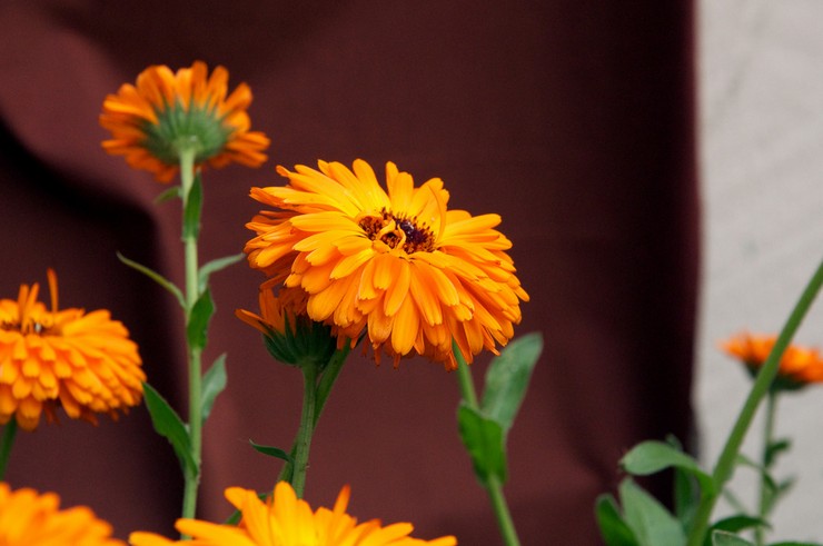 Sifat perubatan calendula