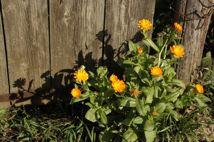 Merawat calendula di kebun