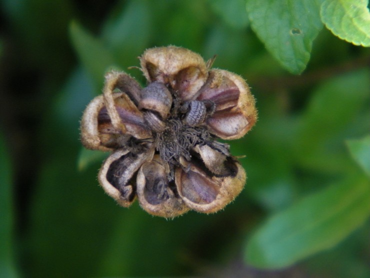 Calendula selepas berbunga