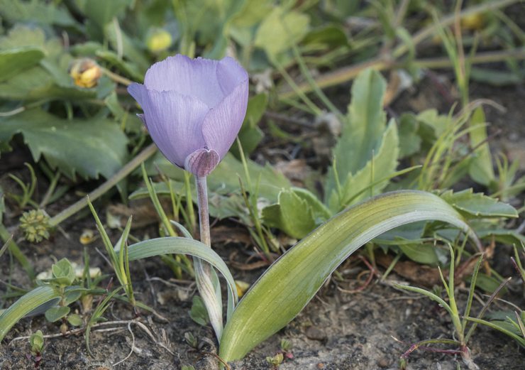 Plantering av Kalohortus i öppen mark