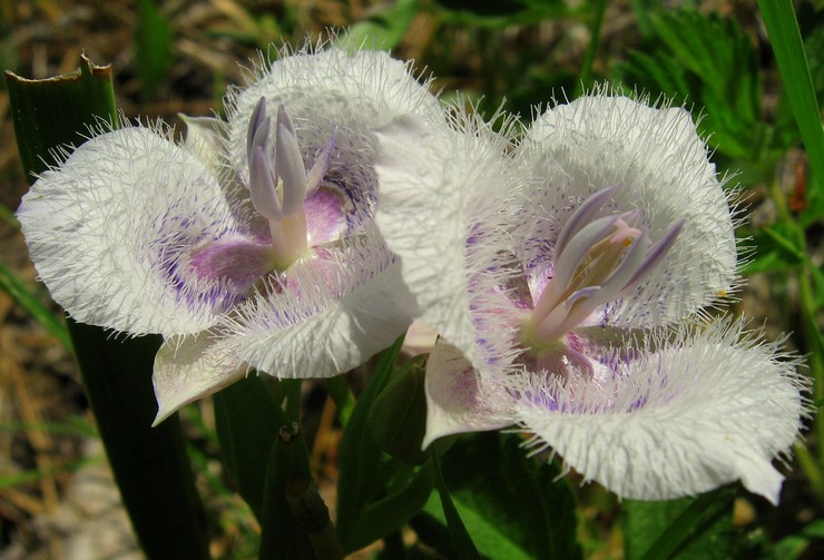 Bintang Tulip dan Telinga Kucing