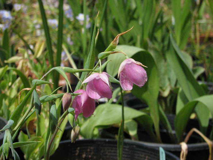 Typer och sorter av Kalohortus