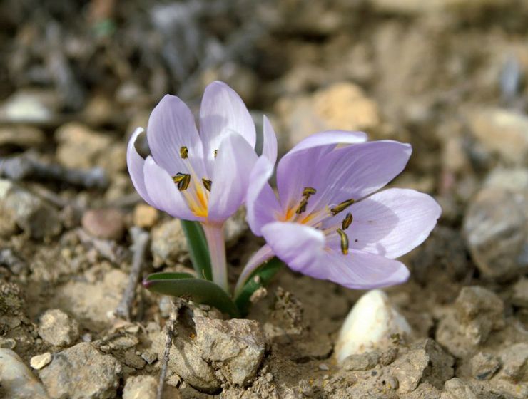 Colchicum Ankara