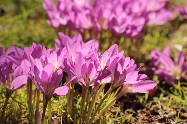 Bornmüller's Colchicum