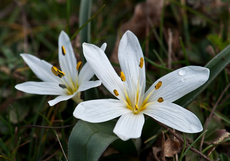 Colchicum ungerska