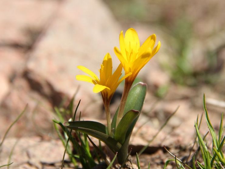 Colchicum gul