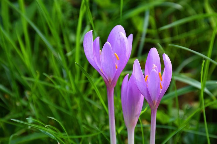 Penerangan mengenai crocus