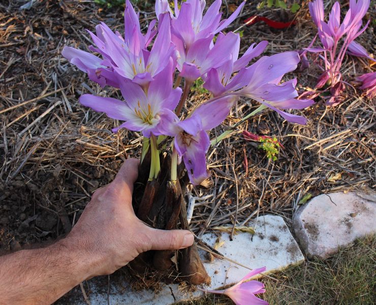 Colchicum transplantation