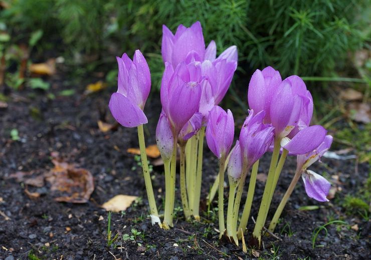 Plantera en krokus i öppen mark