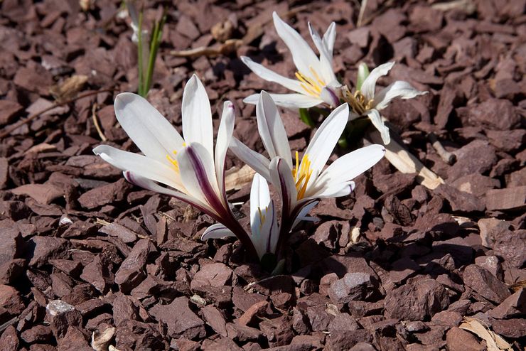 Colchicum Regel