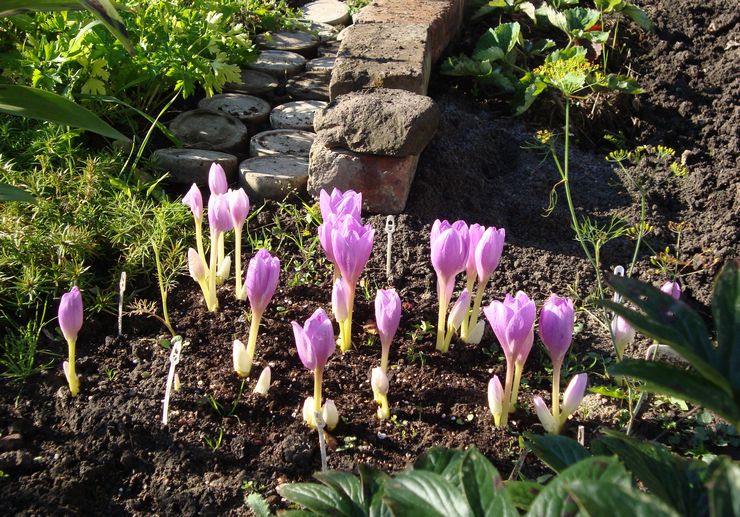 Penanaman crocus dari biji