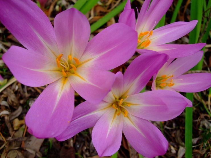 Colchicum magnifik