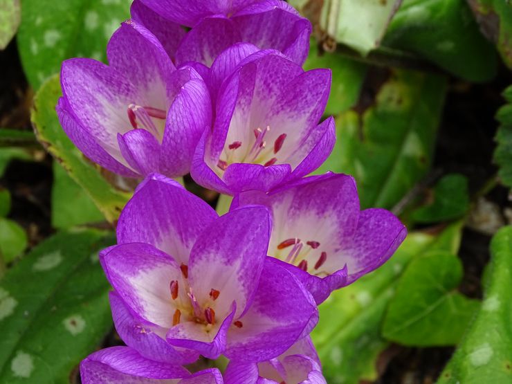 Ratu Colchicum Violet