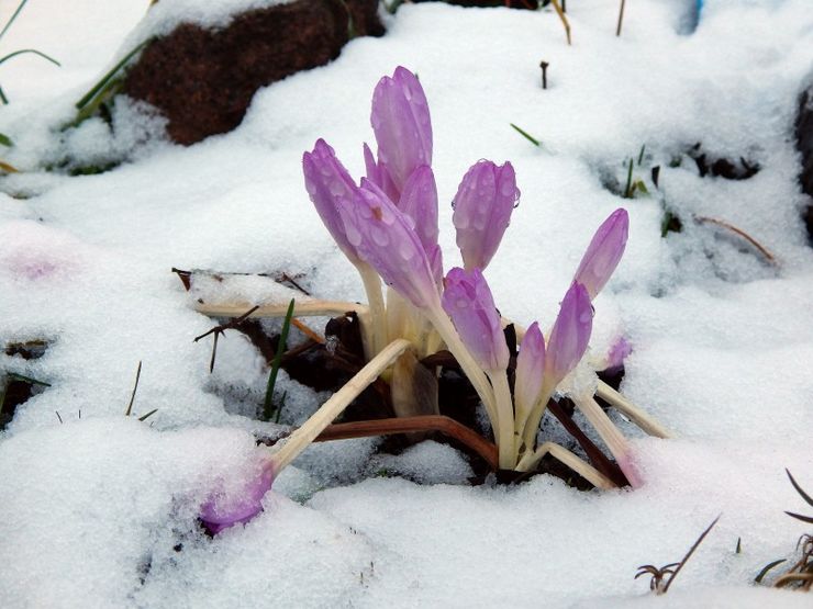 Colchicum selepas berbunga