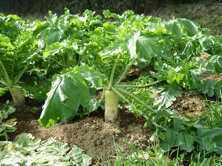 Daikon rädisa - plantering och vård i det öppna fältet. Växande daikon från frön. Beskrivning, sorter. Ett foto