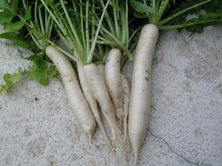 Daikon-sorter