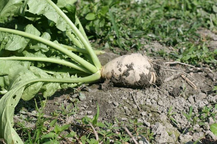 Membersihkan dan menyimpan daikon