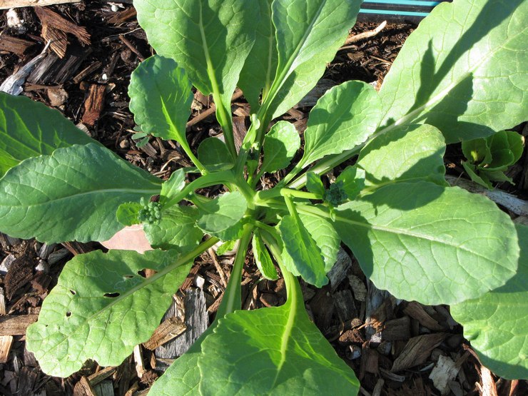 Penjagaan Daikon