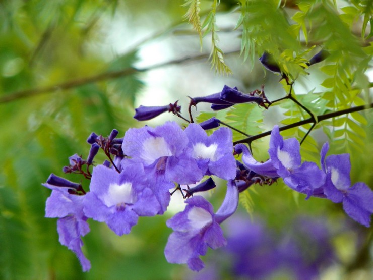 Pada musim panas, Jacaranda memerlukan pakaian berpakaian.