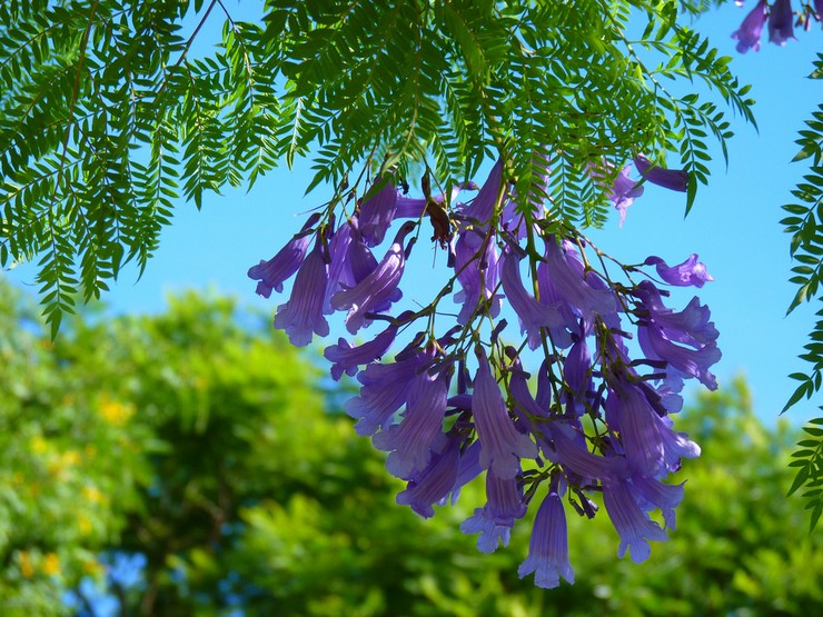 Jacaranda - hemvård. Jacaranda odling, transplantation och reproduktion. Beskrivning, typer. Ett foto