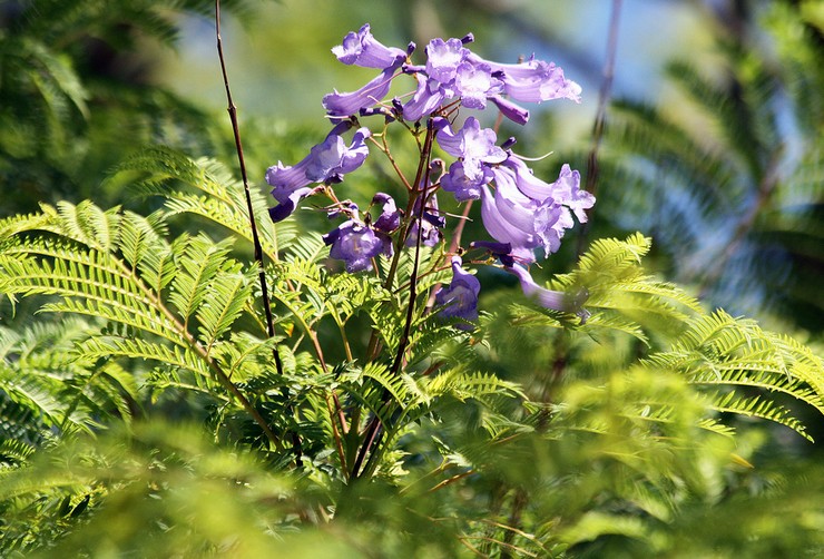 Penjagaan rumah Jacaranda