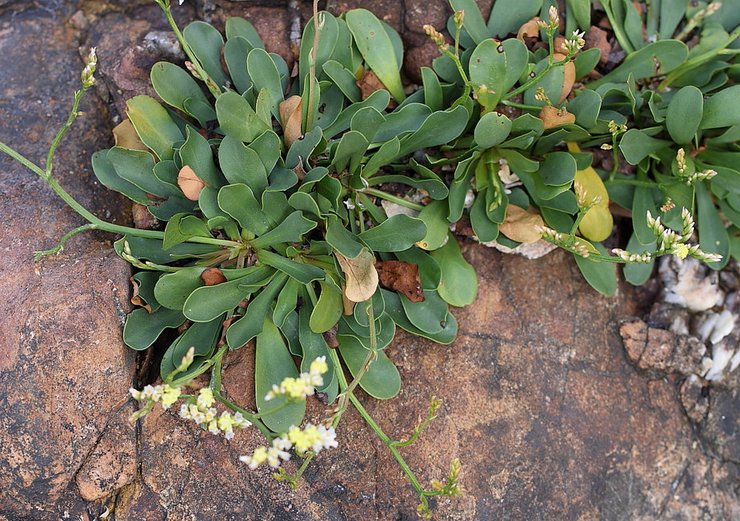 Plantera kermek i öppen mark