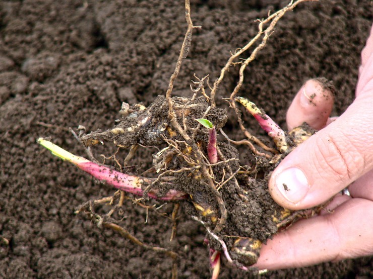 Plantering av miscanthus utomhus