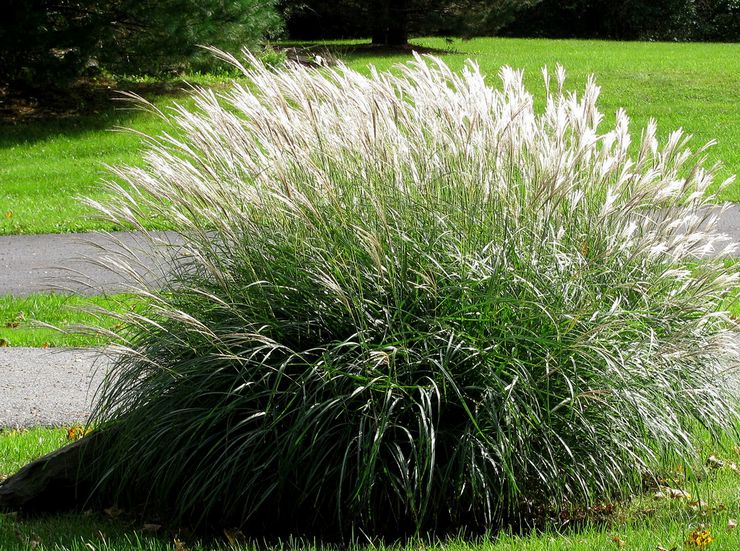 Miscanthus - plantering och vård i det öppna fältet. Odling av miscanthus, avelsmetoder. Beskrivning, typer. Ett foto