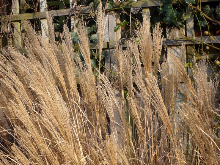 Menyiapkan miscanthus untuk musim sejuk