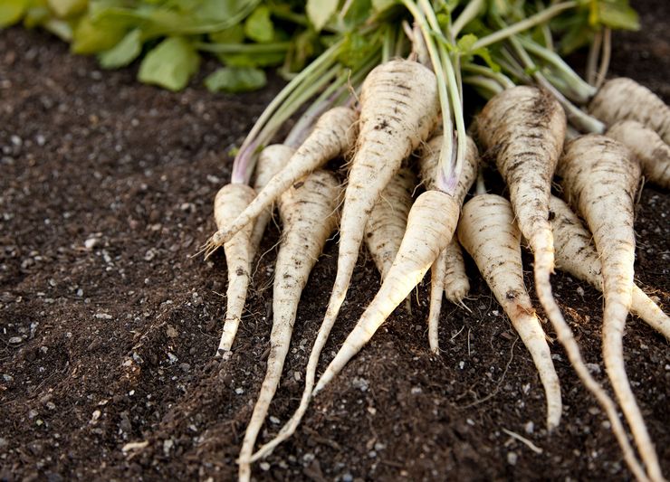 Parsnip sayur - menanam dan merawat di ladang terbuka. Tumbuh parsnips dari biji. Penerangan, jenis. Gambar