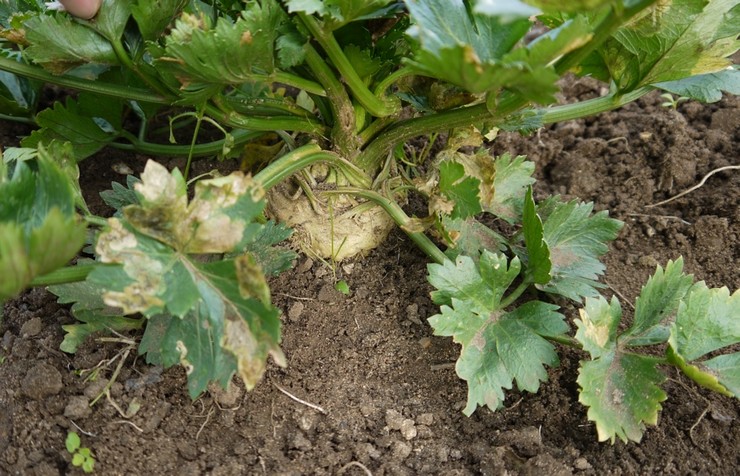 Menanam parsnips di luar rumah