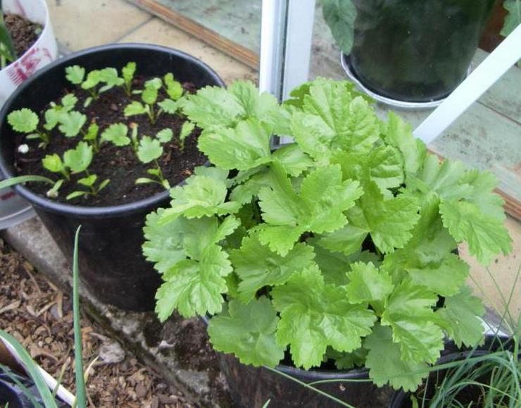 Tumbuh parsnips dari biji